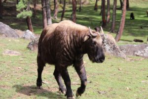 Takin, th national animal of Bhutan